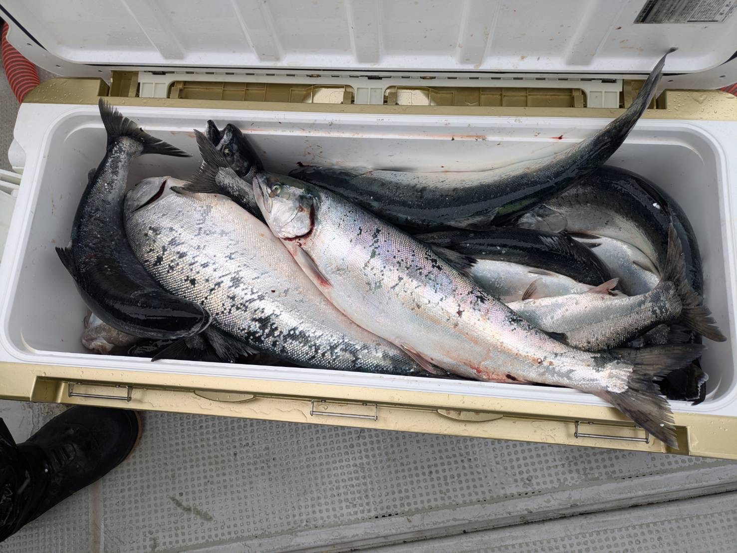 海釣りプランの釣果